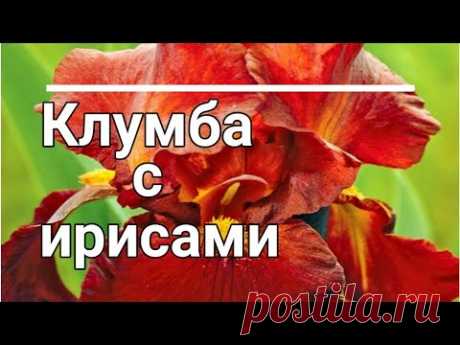 КЛУМБА с ИРИСАМИ. С какими многолетниками сочетаются ирисы.