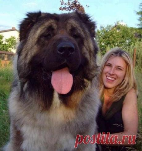 15 собак, которые даже не догадываются, насколько они большие