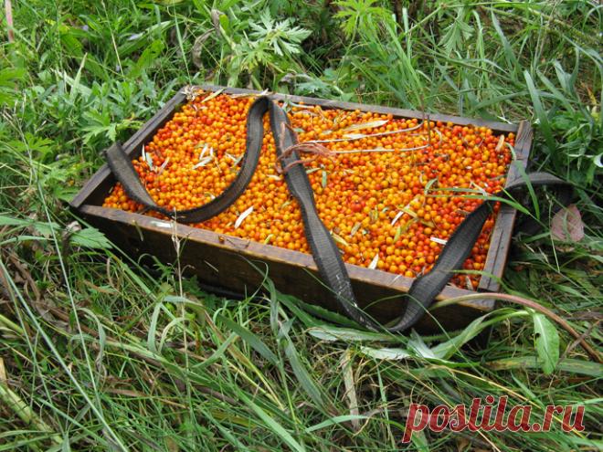 КАК БЫСТРО СОБРАТЬ ОБЛЕПИХУ С ВЕТОК Чего только не придумывают садоводы, чтобы быстрее собирать облепиху: и проволочные петельки, и срезают веточки-початки, обирая их дома, и специальные ножницы.

Между тем есть промышленный сбор плодов облепихи. Для этого под кустиками расстилают пленку после первых заморозков, и легонько ударяя па