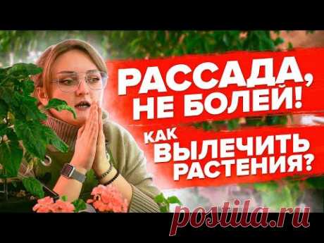 ЖЕЛТЫЕ ЛИСТЬЯ. СКРУЧЕННЫЕ ЛИСТЬЯ. ХЛОРОЗ. ВРЕДИТЕЛИ. КАК ВЫЛЕЧИТЬ РАССАДУ?