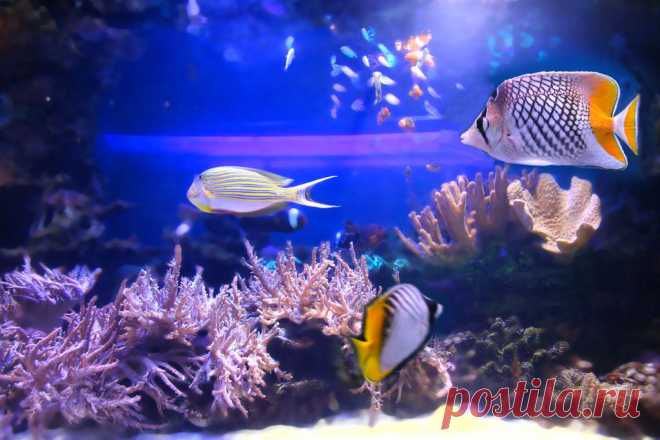 Животные - каталог печати (27 фото) » Печать на стекле, фотопечать; защита стёкол от солнца, защитная плёнка для окон и стекла. Тонирование окон в СПб. Кухонный стеклянный фартук в Петербурге.