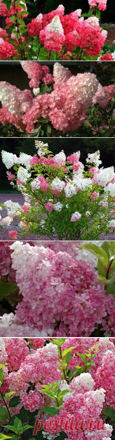 Vanilla Strawberry Hydrangea - Google Търсене
