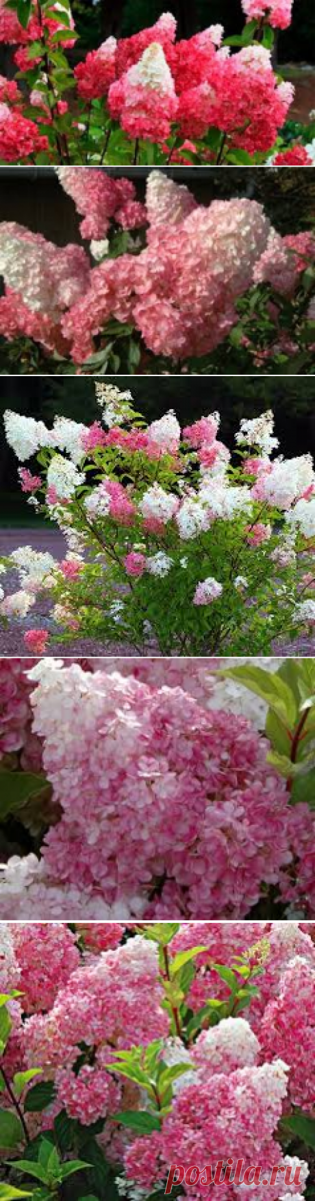 Vanilla Strawberry Hydrangea - Google Търсене