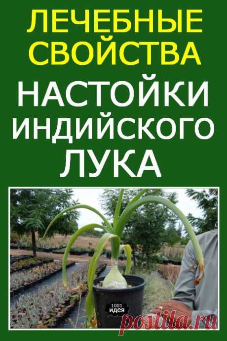 Лечебные свойства настойки индийского лука и варианты приготовления лекарства | Тысяча и одна идея