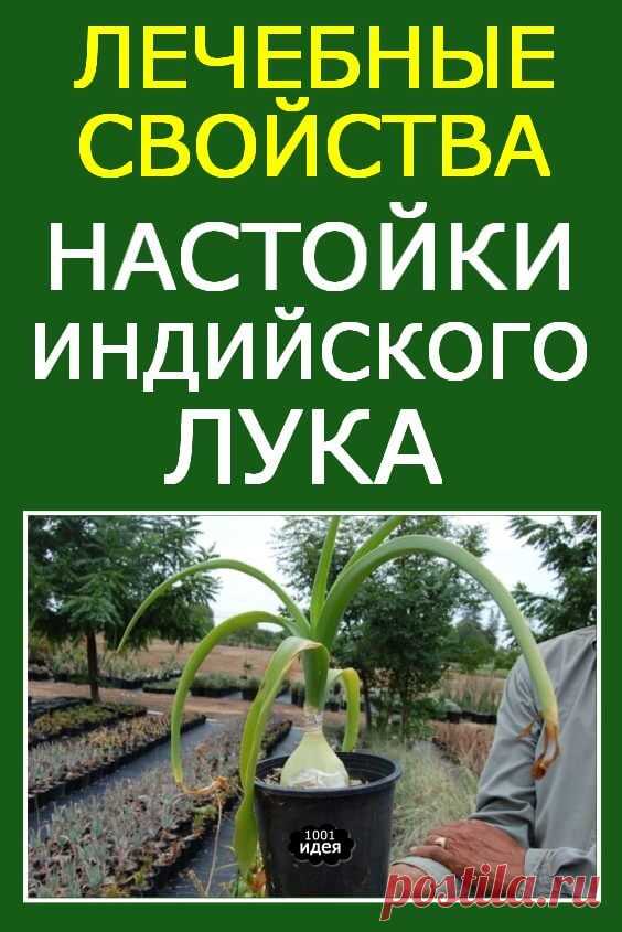 Лечебные свойства настойки индийского лука и варианты приготовления лекарства | Тысяча и одна идея