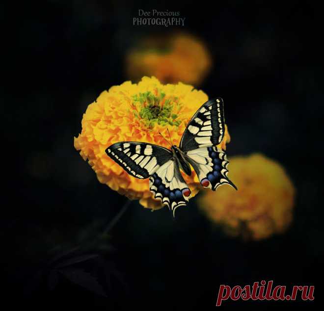 Butterflies & moths! - Google+