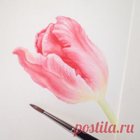 Feel good to be back to my unfinished painting, 'though I think I caught cold from last 3 days camping 😳😷😷 #wip #botanicalart #illustration #watercolor #watercolour #eunikenugroho