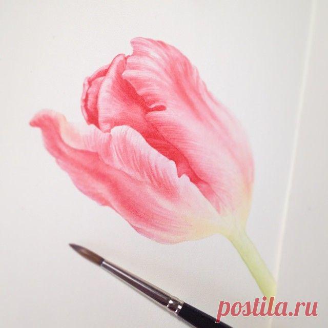 Feel good to be back to my unfinished painting, 'though I think I caught cold from last 3 days camping 😳😷😷 #wip #botanicalart #illustration #watercolor #watercolour #eunikenugroho