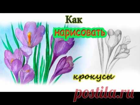 Уроки рисования. Как нарисовать цветы. Крокусы карандашом и акварелью | Art  School