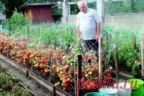 Дедовский рецепт для томатов Этот полузабытый дедовский рецепт я выписала из старой газетной подшивки, но опробовать все не было времени. Решилась наконец в прошлом году. Рецепт очень прост: В трехлитровую банку заливаю 2,6-2,7 л воды без хлора (отстоянной), добавляю 100 г разведенных теплой водой дрожжей и 0,5 ст. сахара. Накрыв марлей, держу банку в тепле, время от времени взбалтывая …