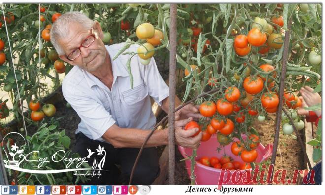 11 ошибок при выращивании томатов