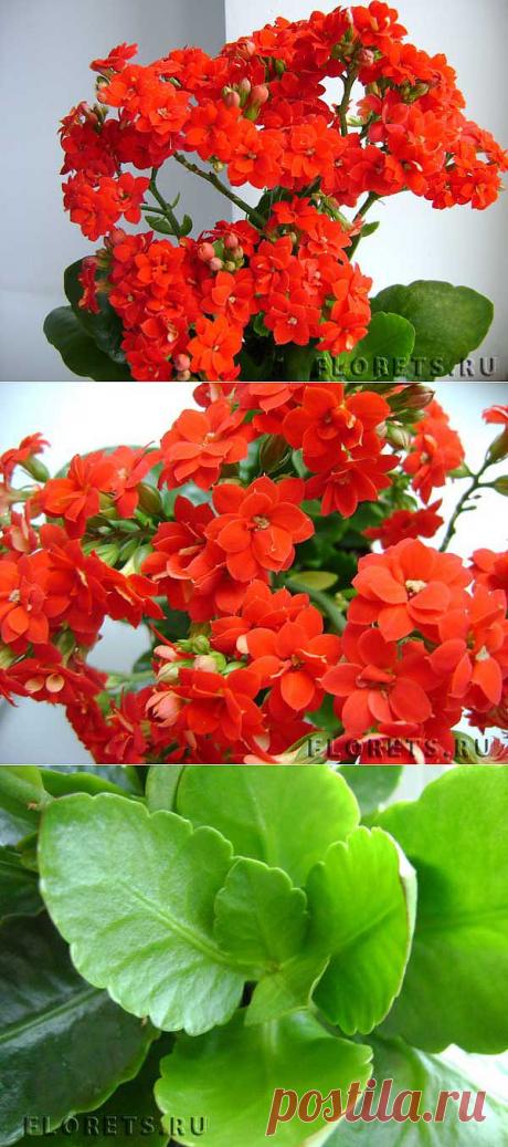 Фото каланхоэ - Суккулентные растения. Florets.ru