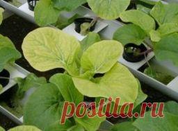 Как по внешнему виду растений определить нехватку минеральных веществ? - Садоводка