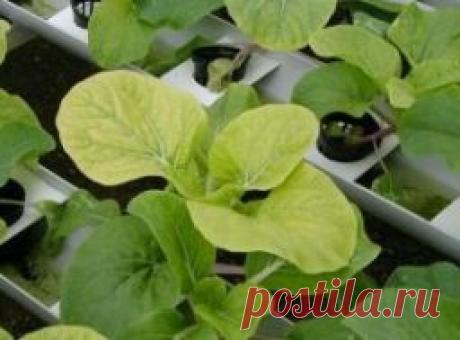 Как по внешнему виду растений определить нехватку минеральных веществ? - Садоводка