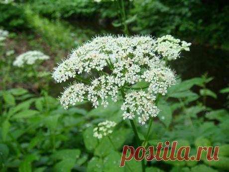 Виды съедобных для человека трав и растений | Карта лучших мест