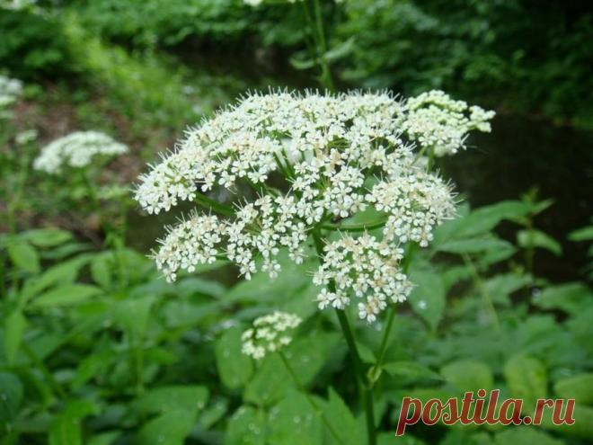 Виды съедобных для человека трав и растений | Карта лучших мест