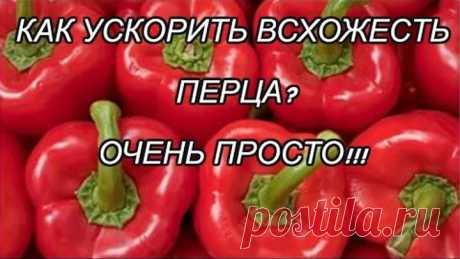 ПОСЕВ СЛАДКОГО ПЕРЦА С ЗАМАЧИВАНИЕМ СЕМЯН! ЧАСТЬ 2