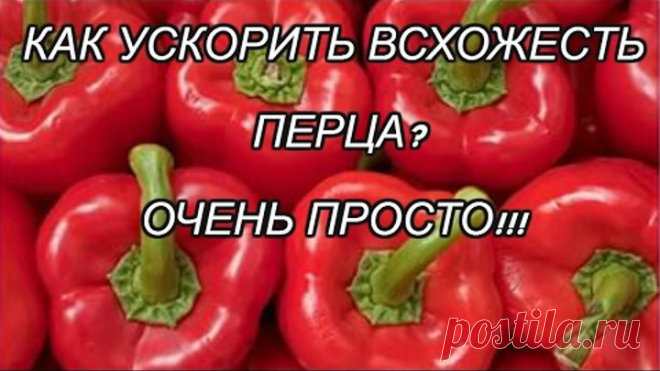 ПОСЕВ СЛАДКОГО ПЕРЦА С ЗАМАЧИВАНИЕМ СЕМЯН! ЧАСТЬ 2