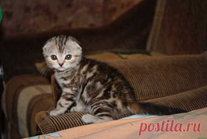 Шотландская вислоухая кощечка BUOZI