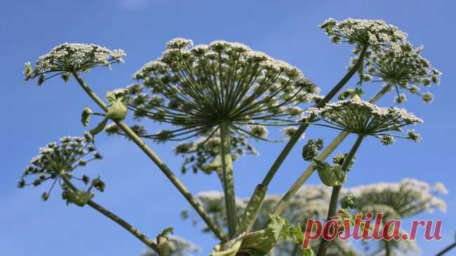 Новгородские подростки попали в больницу после покоса борщевика