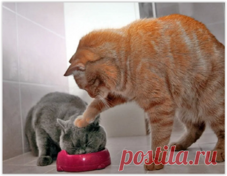 Лучшие анекдоты о кошках и котах