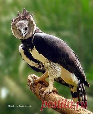 Harpy Eagle.
