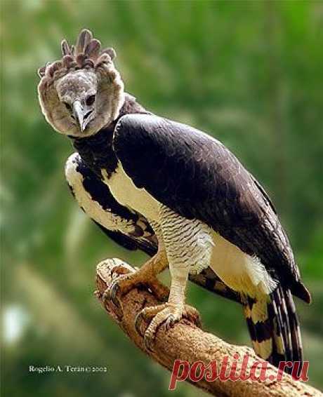 Harpy Eagle.