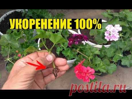 Размножение плющелистной пеларгонии черенками.