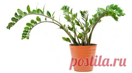 6 комнатных растений, которые приносят удачу на Supersadovnik.ru