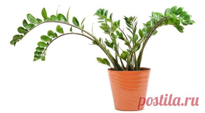 6 комнатных растений, которые приносят удачу на Supersadovnik.ru
