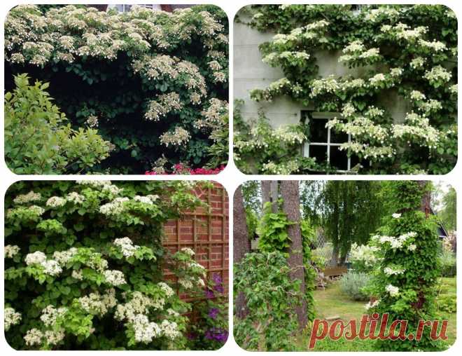 Садовые растения от А до Я. Черешковая (вьющаяся) гортензия. | Растения от Катерины | Яндекс Дзен