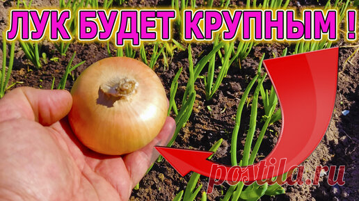 Лук будет крупным с кулак и не будет желтеть! Вот что нужно сделать для этого. Лук уход и выращивание весной на даче! | Роман Буров TV | Дзен