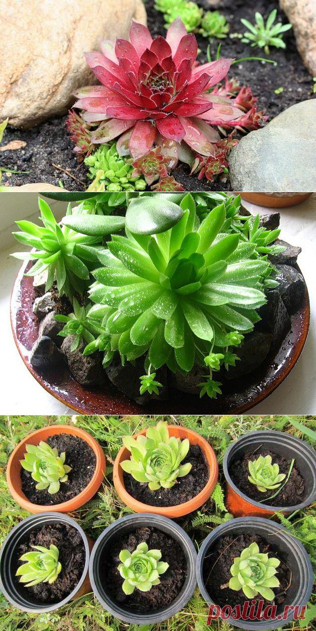 Молодило (каменная роза) | НА ЗАВАЛИНКЕ