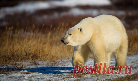 Разные интересные факты о белых медведях