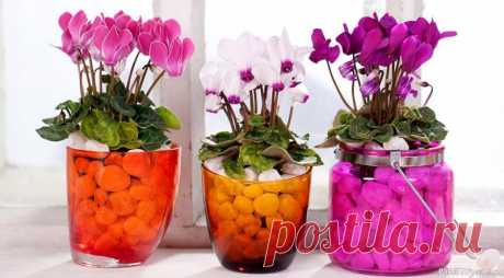 Комнатные растения. Цикламен: виды и условия содержания. Цикламен (Cyclamen) – невероятно красивое растение, завоевавшее большую популярность в обществе цветоводов. В пору цветения его цветки похожи на «языки застывшего яркого пламени» или на диковинных бабочек, парящих в воздухе. Известно много видов и сортов растения, которые различаются...