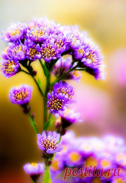 Pinterest • Всемирный каталог идей