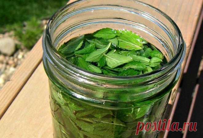 Освежающая настойка с мятой и медом 🍃: рецепт настойки на водке 🍃💦Лето без ароматной мяты-это не лето! 🌞Приготовьте свой ликер из свежей мяты с 🍯медом и качественной водкой. Получите напиток с прохладной мятной ноткой и лимонным послевкусием. 😋