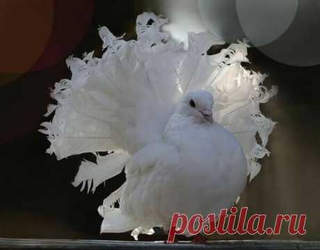 (1) Facebook