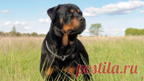 Ротвейлер (36 фото)