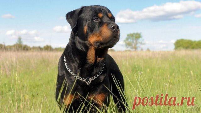 Ротвейлер (36 фото)