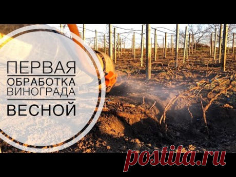 ПЕРВАЯ ОБРАБОТКА ВИНОГРАДА ВЕСНОЙ. Grape in spring.