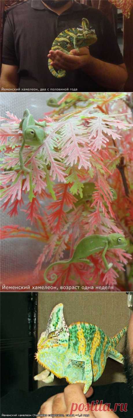 Йеменский хамелеон – Chamaeleo calyptratus - Наши террариумы, палюдариумы и прочие - Аквариумистика в Узбекистане