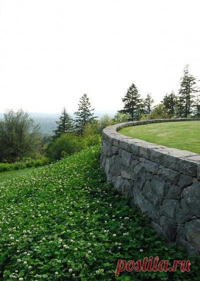 Почвопокровные растения для сада, названия и фото: зеленый ковер из многолетних цветов и трав, цветущий все лето