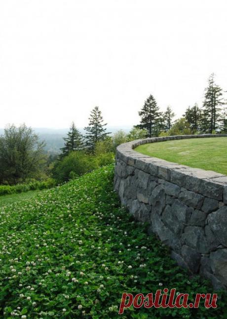 Почвопокровные растения для сада, названия и фото: зеленый ковер из многолетних цветов и трав, цветущий все лето