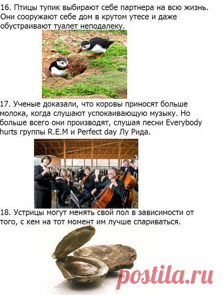 32 факта о животных, которые поднимут вам настроение | Страна Полезных Советов