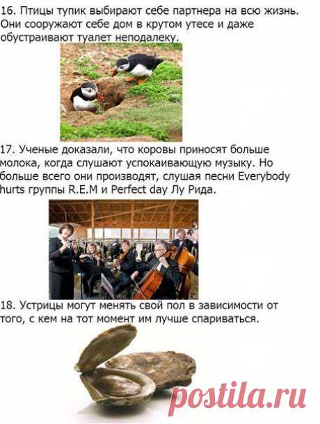 32 факта о животных, которые поднимут вам настроение | Страна Полезных Советов