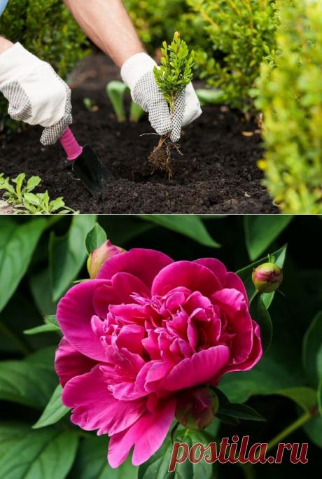 До какого времени осенью можно сажать многолетники / 7dach.ru