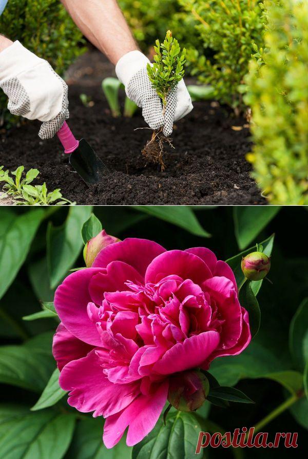 До какого времени осенью можно сажать многолетники / 7dach.ru