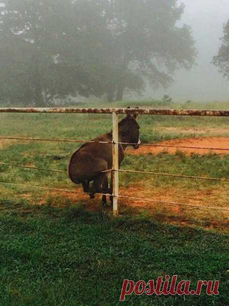Donkey On A Fence | Учите Английский язык. Learn English