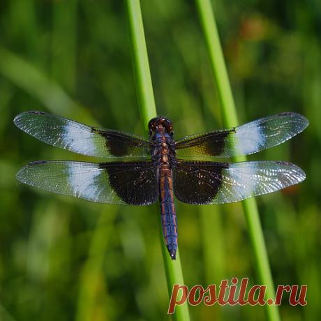 Widow Skimmer | deborah osborne | Flickr